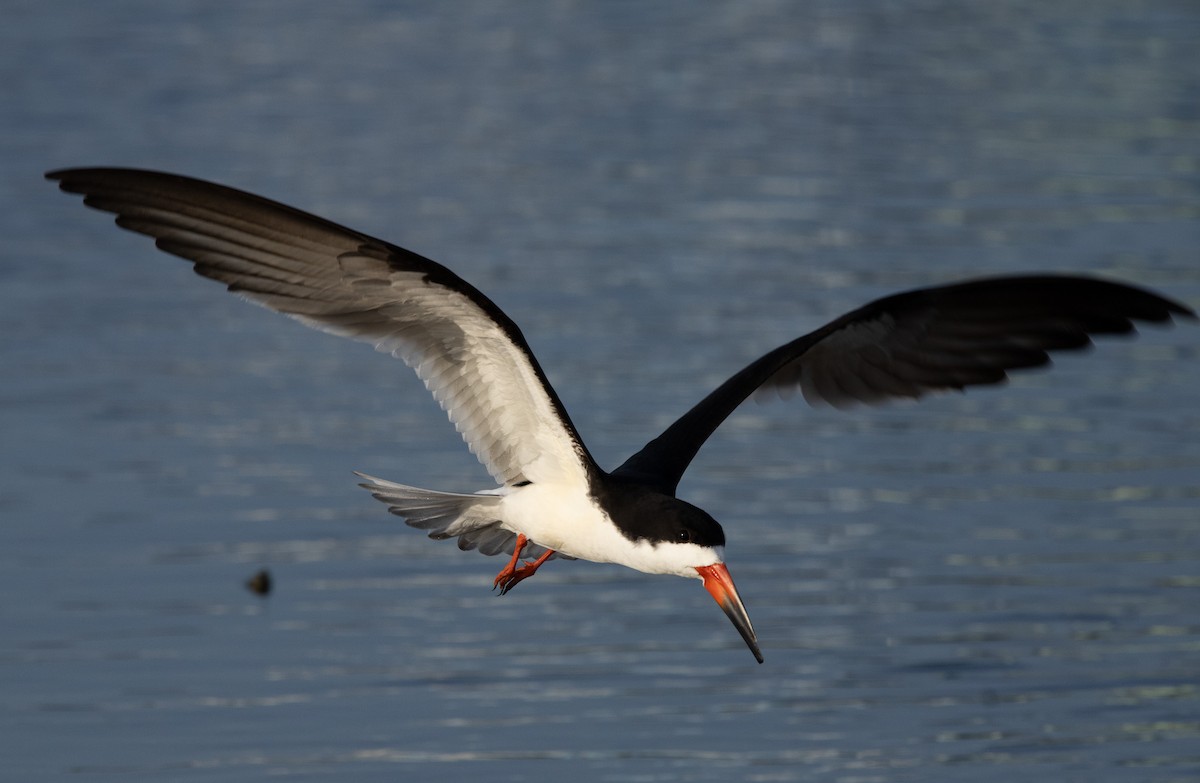 Black Skimmer - ML619704675