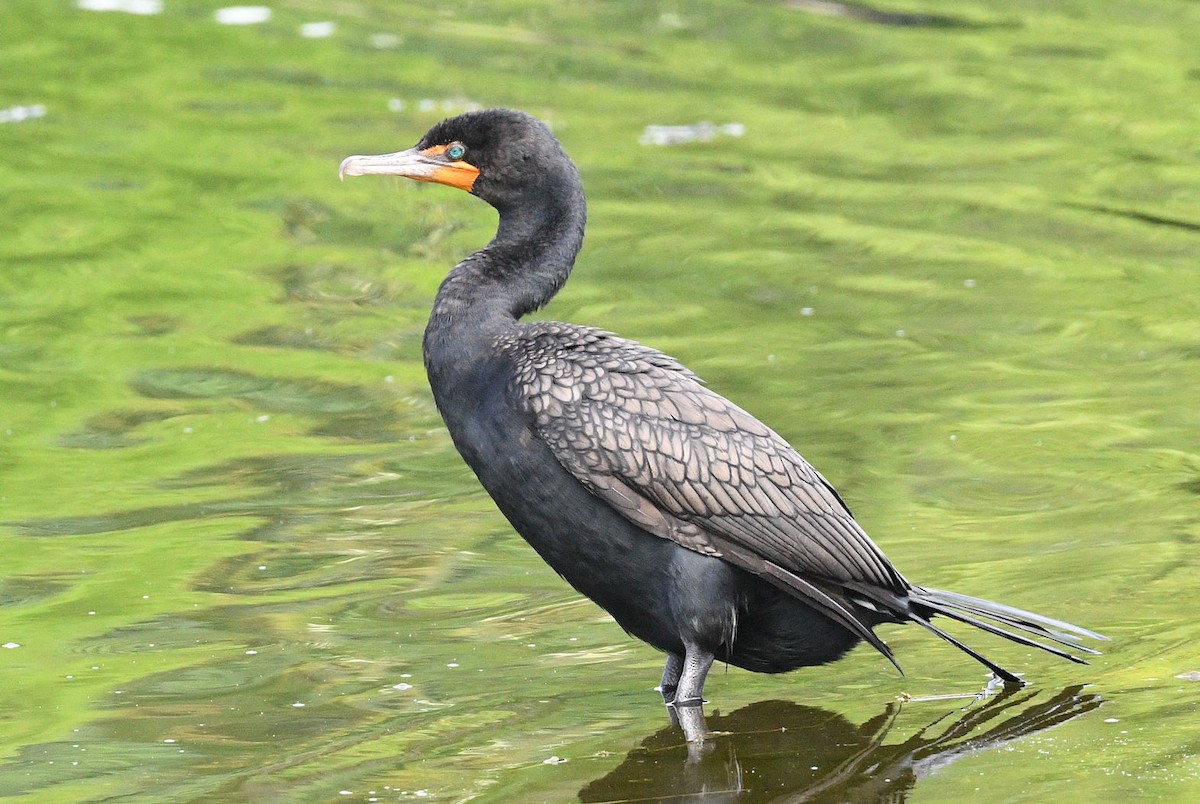 Double-crested Cormorant - ML619704694