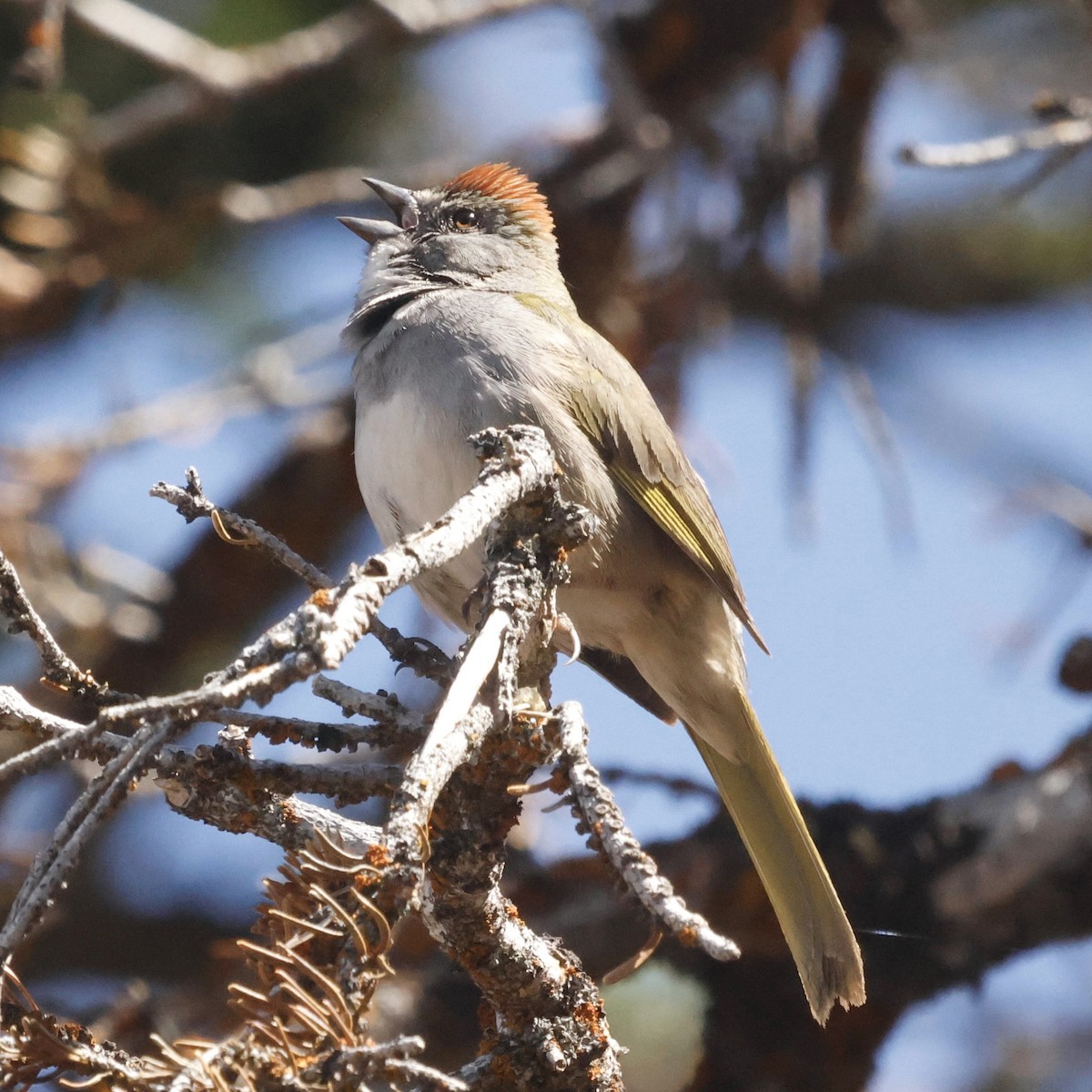 Green-tailed Towhee - ML619704697