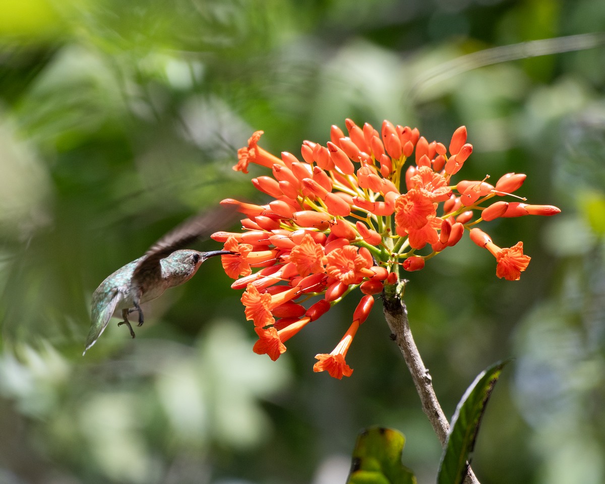 kolibřík tmavoprsý - ML619704705