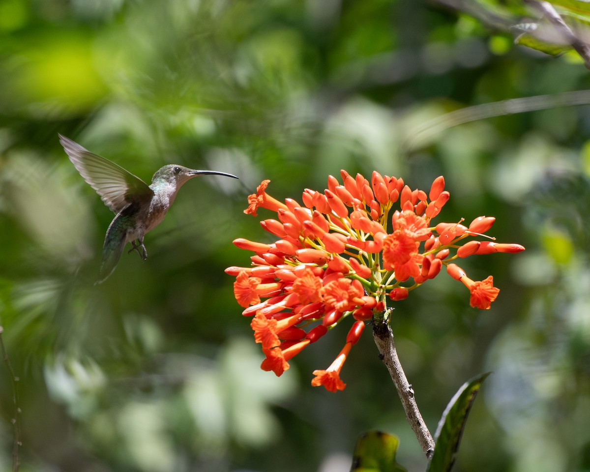 kolibřík tmavoprsý - ML619704707