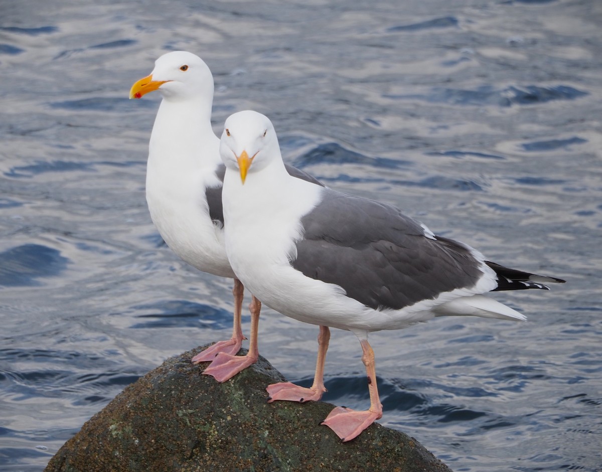 Western Gull - ML619704719