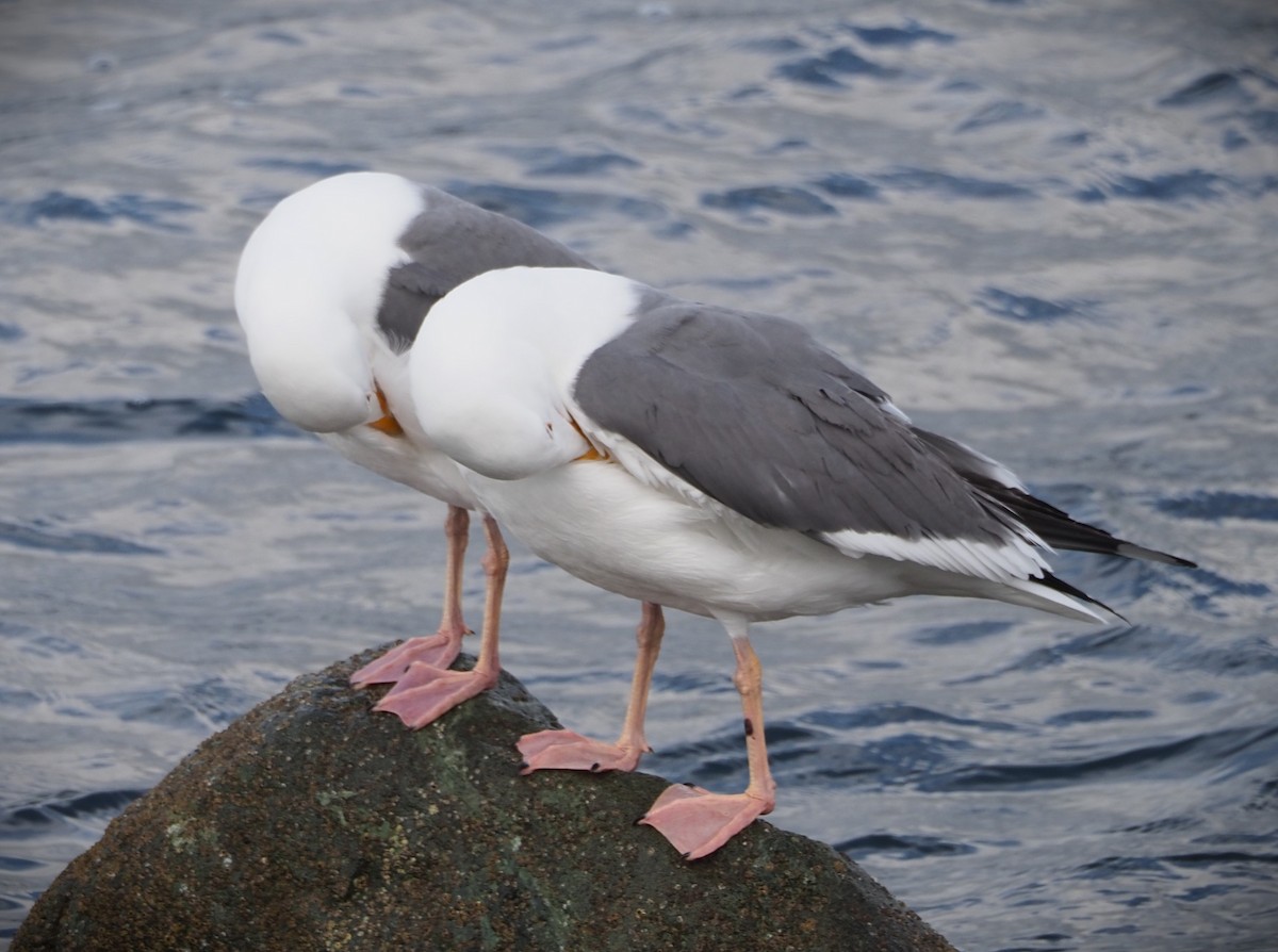 Gaviota Occidental - ML619704720