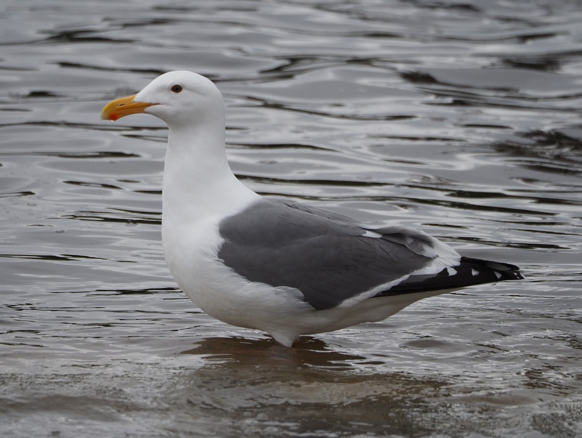 Western Gull - ML619704721