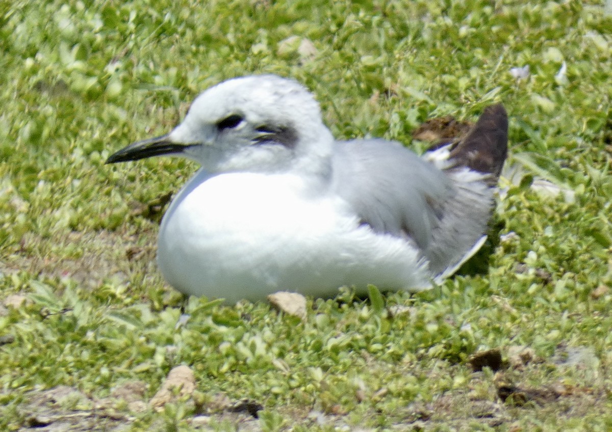 Bonaparte's Gull - ML619704727