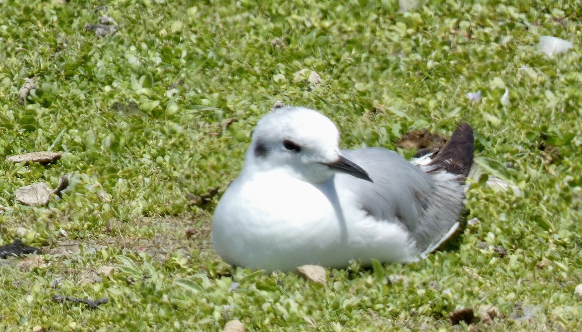 Bonaparte's Gull - ML619704728