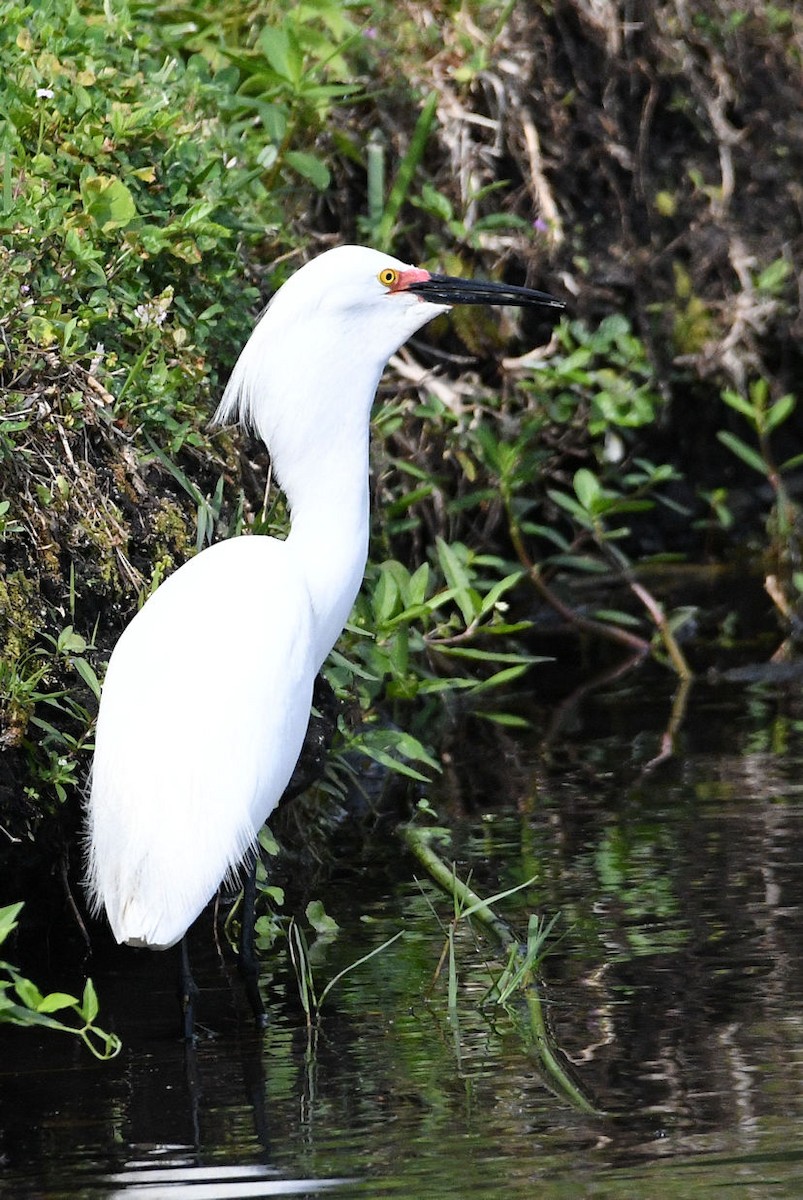 Snowy Egret - ML619704730