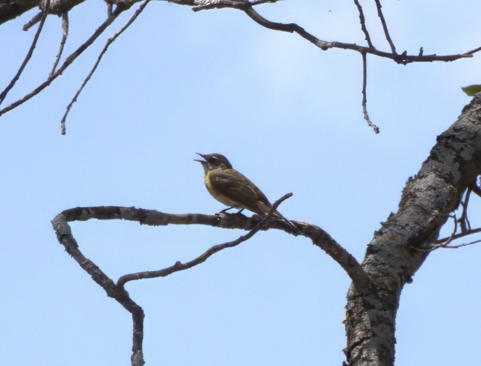 American Redstart - ML619704741