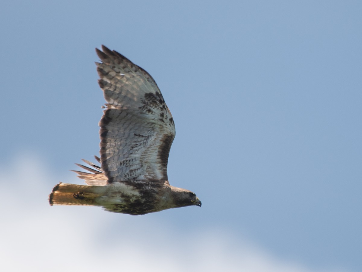 káně rudochvostá (ssp. jamaicensis) - ML619704744