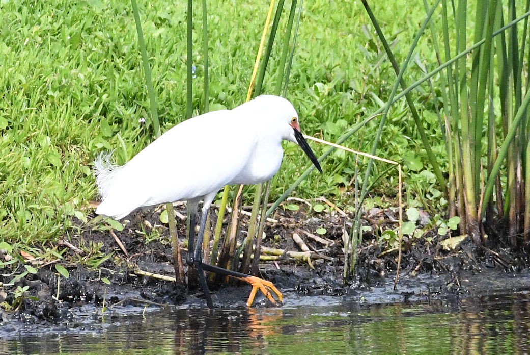 Snowy Egret - ML619704748