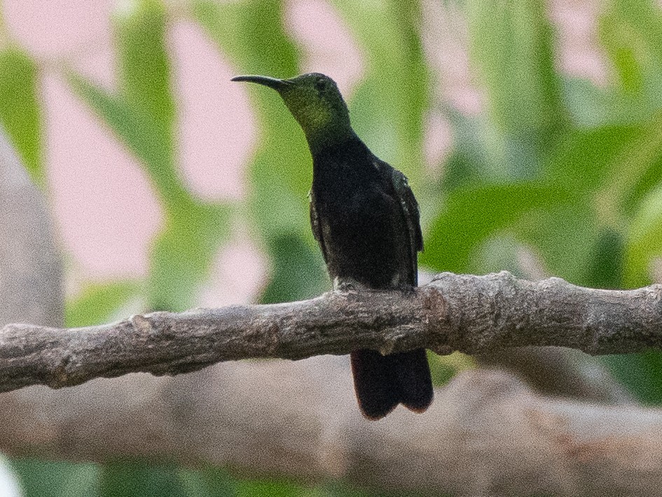 kolibřík tmavoprsý - ML619704765