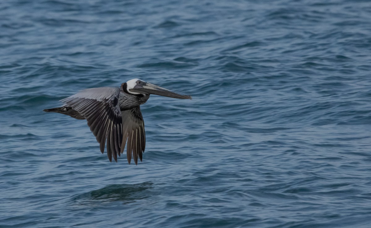 Бурый пеликан (carolinensis) - ML619704768