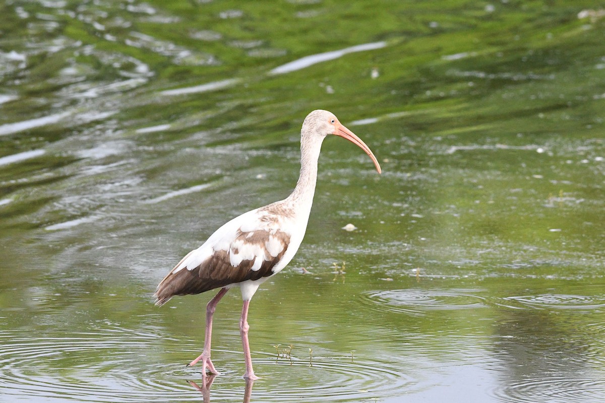 White Ibis - ML619704770