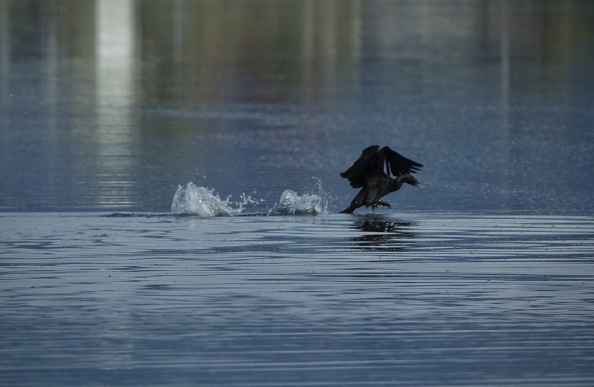 Little Black Cormorant - ML619704772