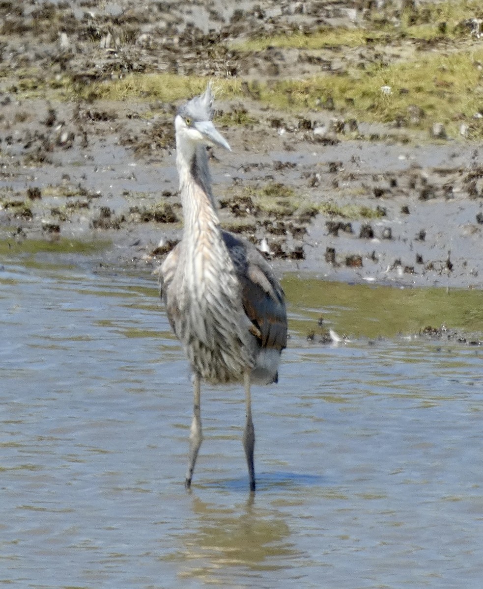 Great Blue Heron - ML619704805