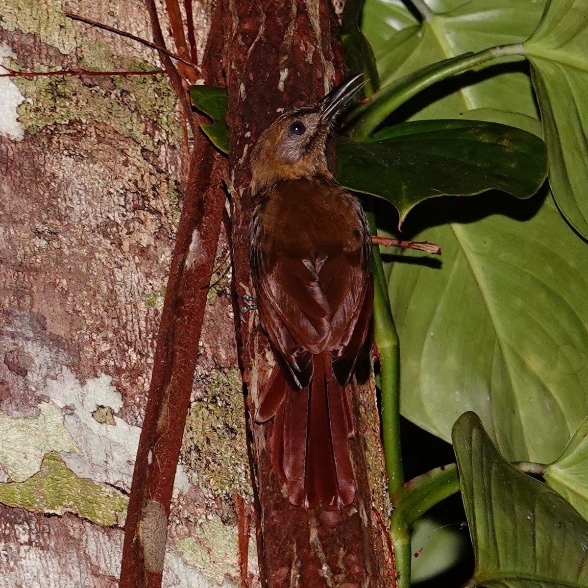 Plain-brown Woodcreeper - ML619704838