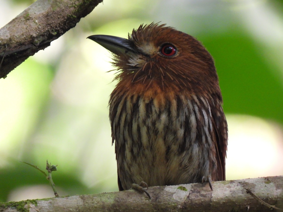 White-whiskered Puffbird - ML619704850