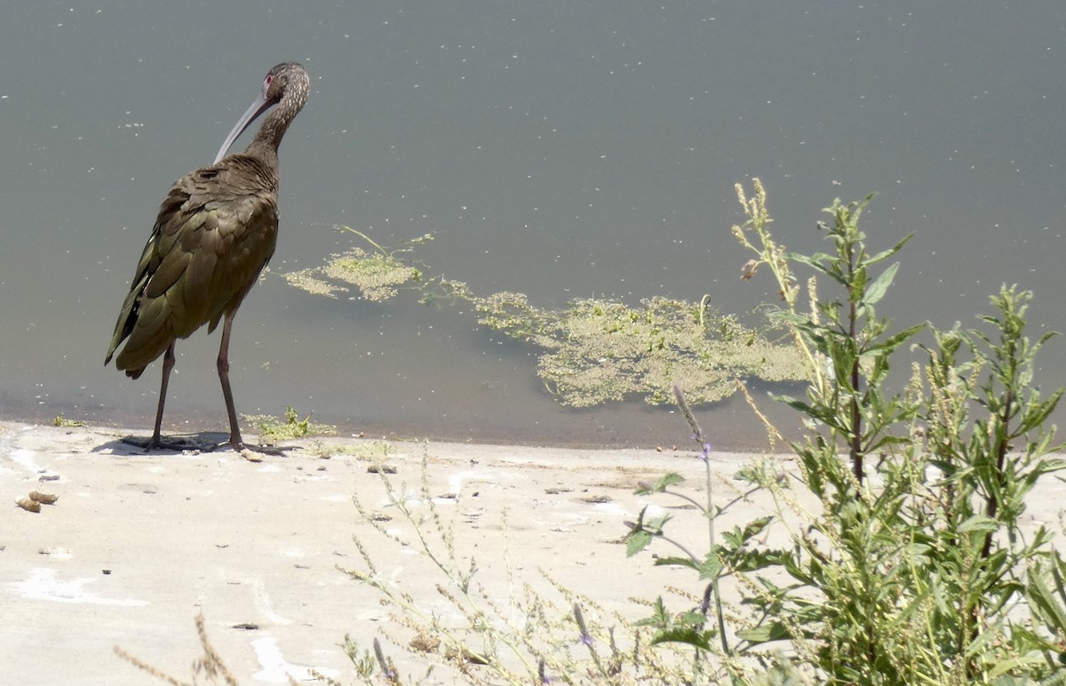 White-faced Ibis - ML619704862