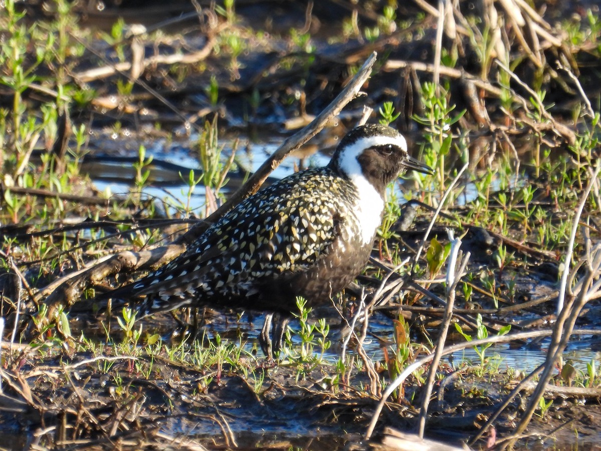 American Golden-Plover - ML619704875