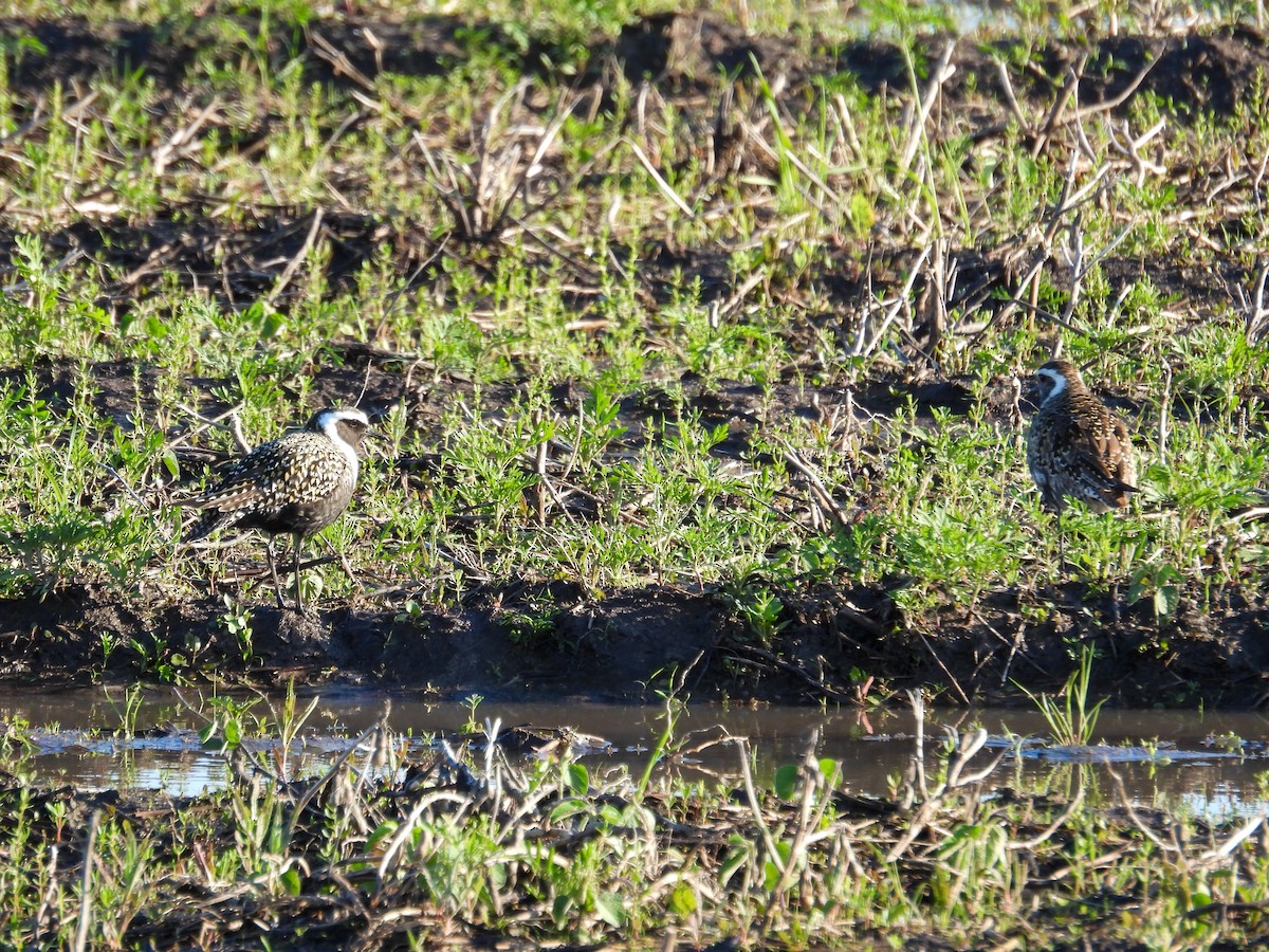 American Golden-Plover - ML619704883