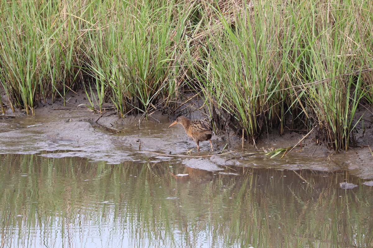 Clapper Rail - Tristan Swartout