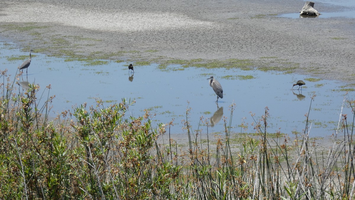 Great Blue Heron - ML619705007