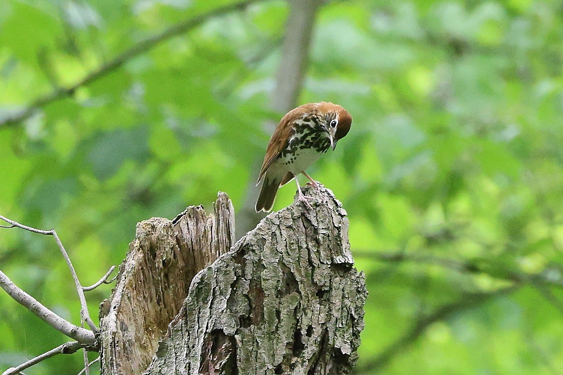 Wood Thrush - ML619705010