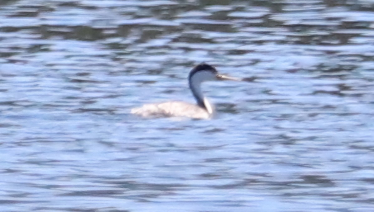 Western/Clark's Grebe - ML619705026