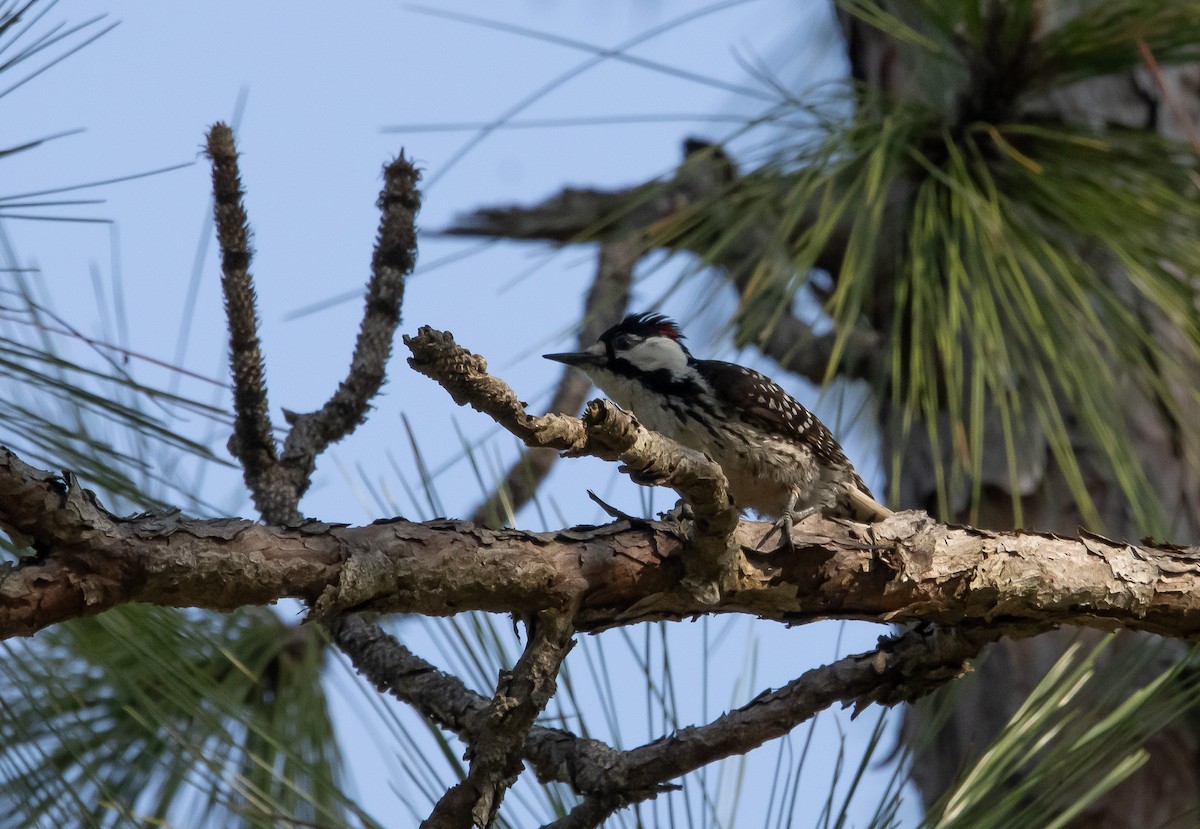 Red-cockaded Woodpecker - ML619705069