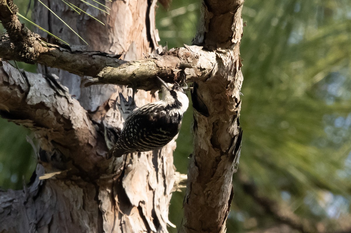 Red-cockaded Woodpecker - ML619705070