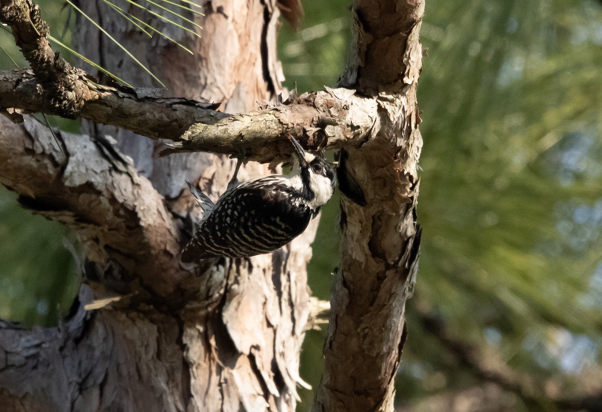 Red-cockaded Woodpecker - ML619705071