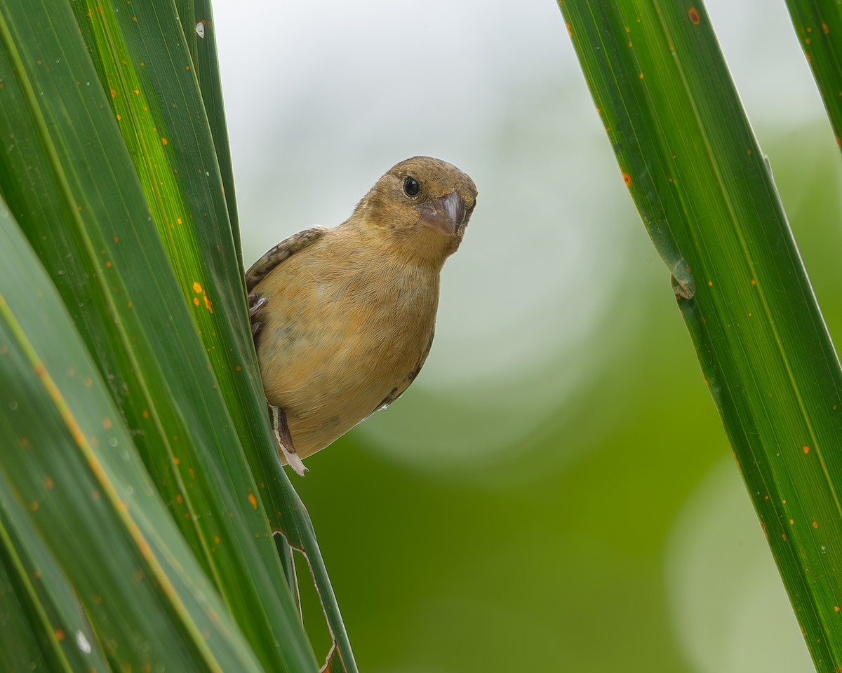 Slate-colored Seedeater - Andres Paniagua