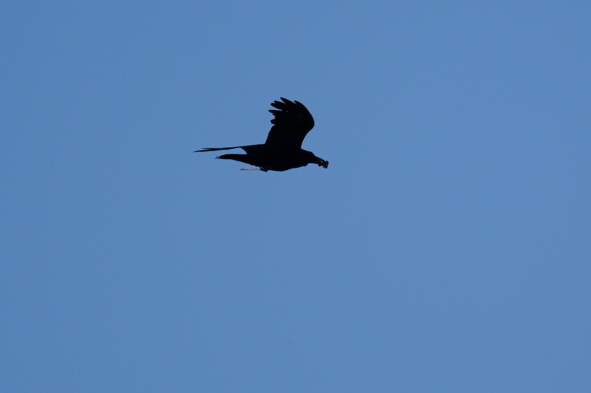 Common Raven - ML619705102