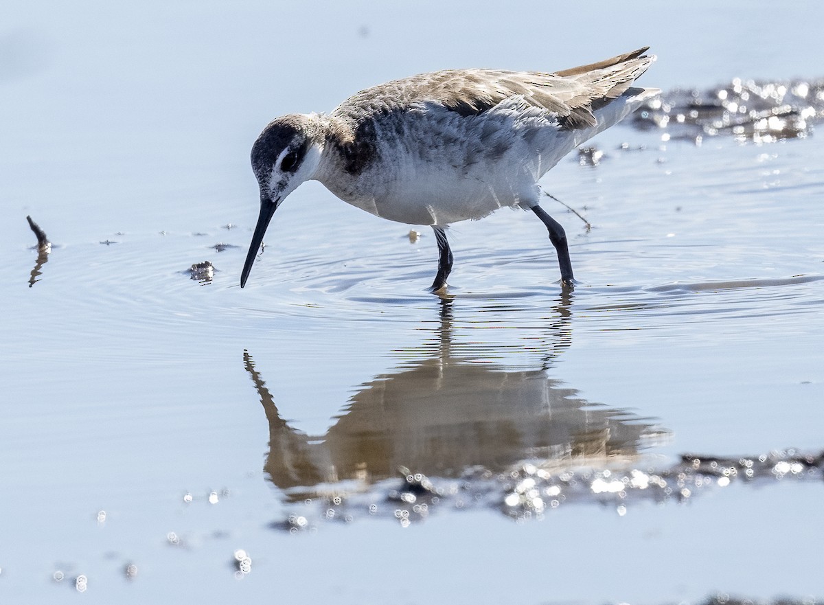 Wilson's Phalarope - ML619705103