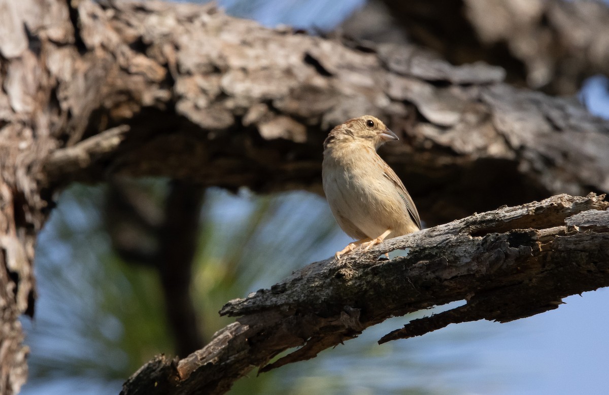 Bachman's Sparrow - Keith Leonard