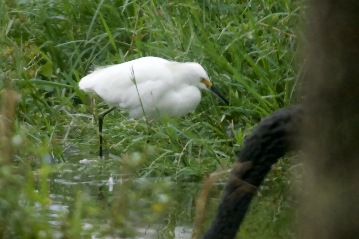 Snowy Egret - ML619705128