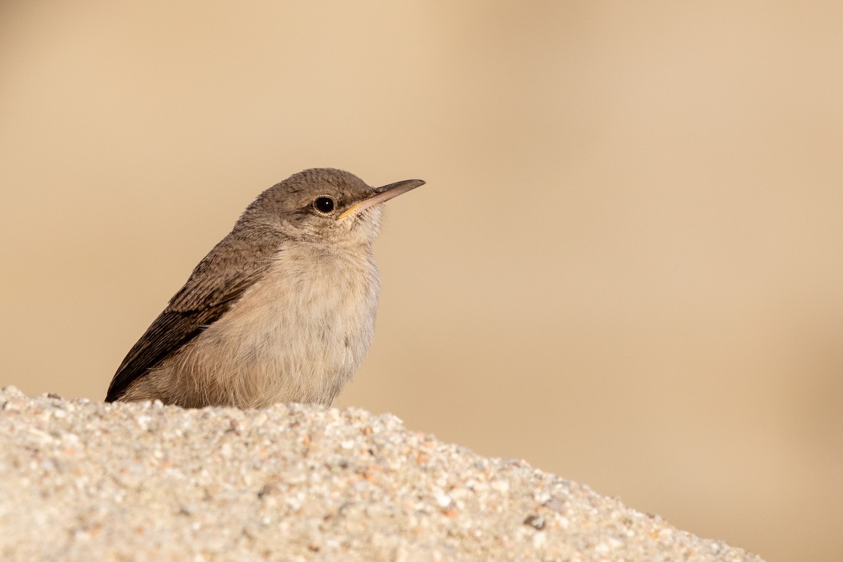 Rock Wren - ML619705182