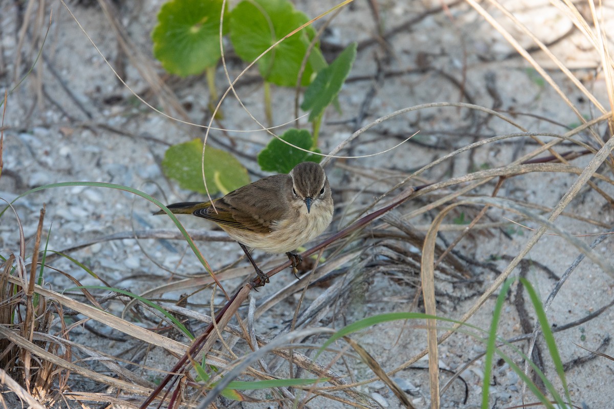 Palm Warbler - ML619705194