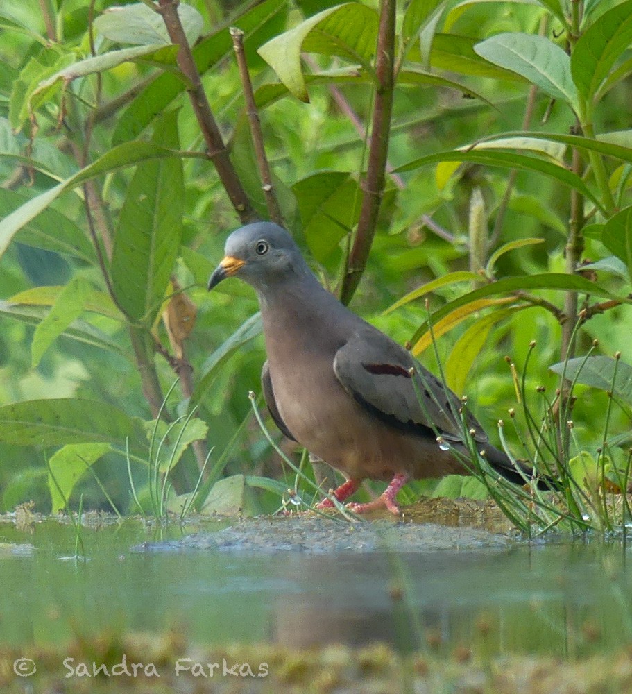 Croaking Ground Dove - ML619705198