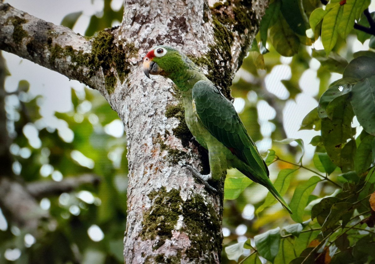 Amazona Frentirroja - ML619705202