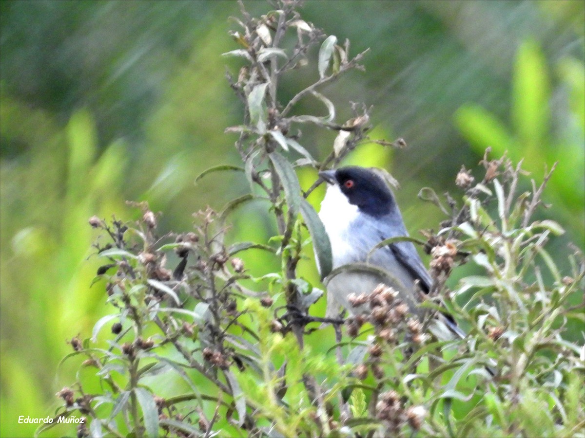 Black-capped Warbling Finch - ML619705203