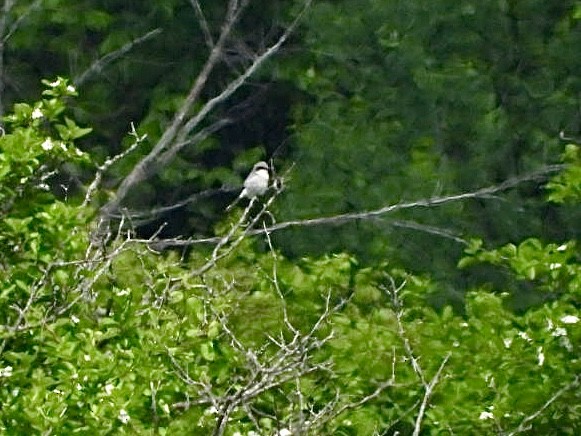 Loggerhead Shrike - ML619705219