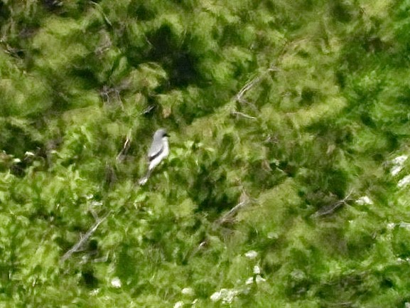 Loggerhead Shrike - ML619705221