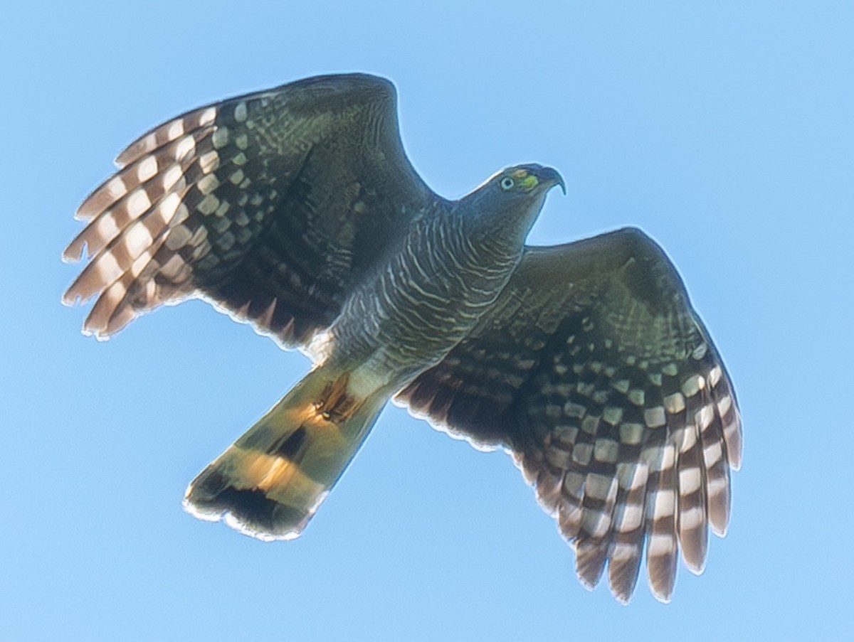 Hook-billed Kite - ML619705249