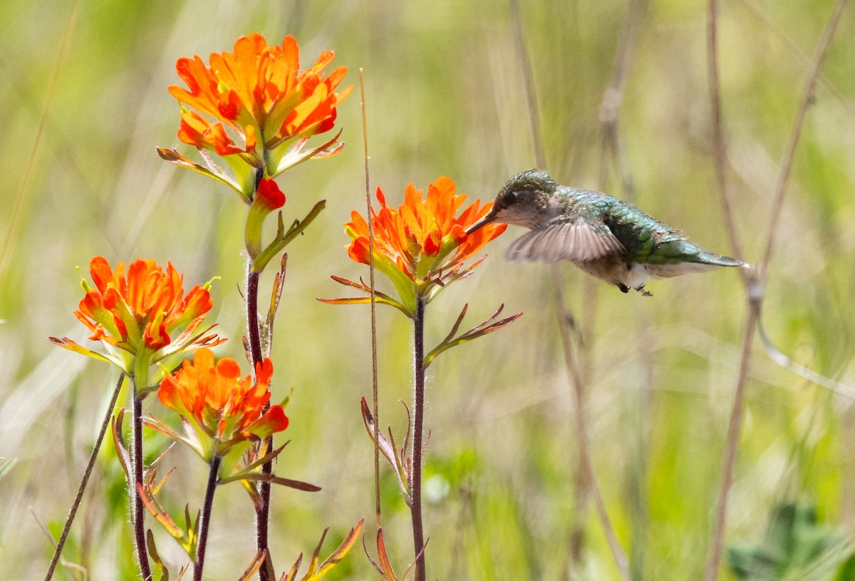 Ruby-throated Hummingbird - ML619705274