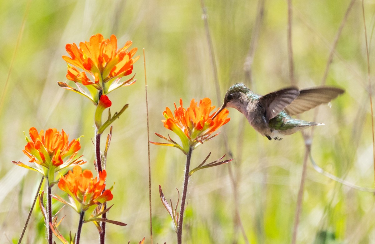 Ruby-throated Hummingbird - ML619705277