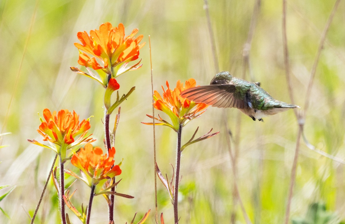 Colibri à gorge rubis - ML619705280