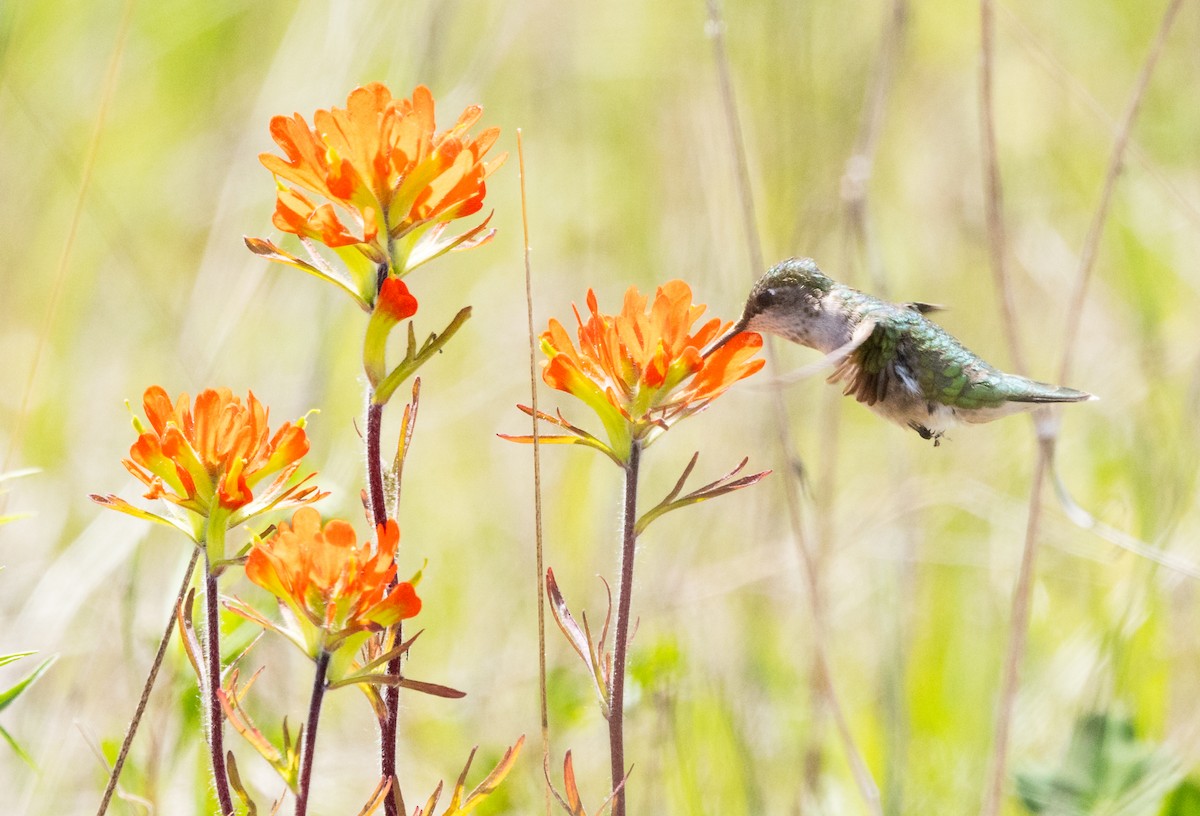 Colibri à gorge rubis - ML619705281