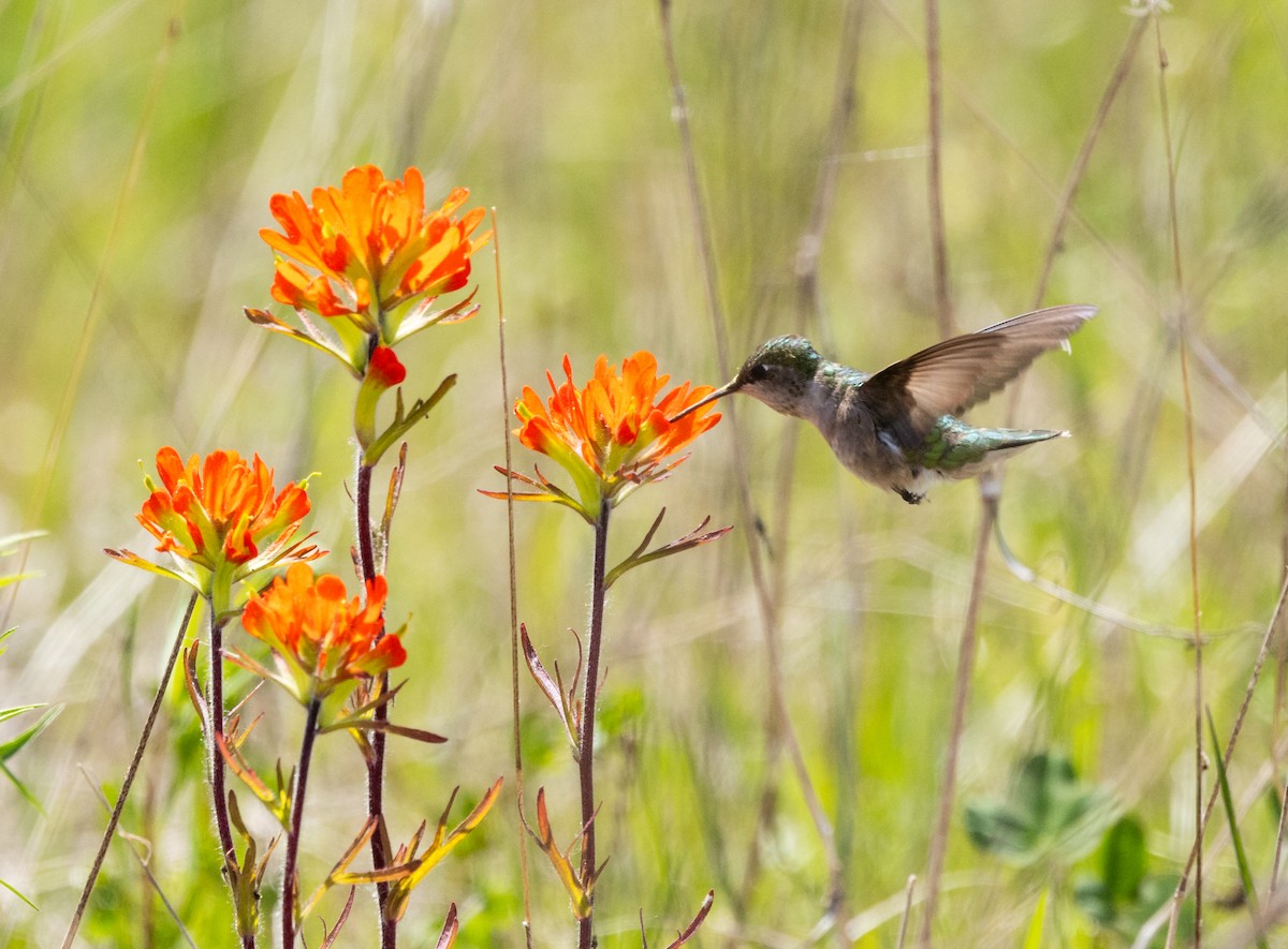 Colibri à gorge rubis - ML619705282