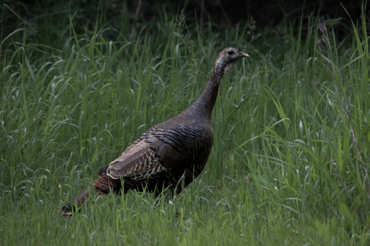 Wild Turkey - ML619705322